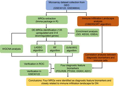 Machine learning-based metabolism-related genes signature and immune infiltration landscape in diabetic nephropathy